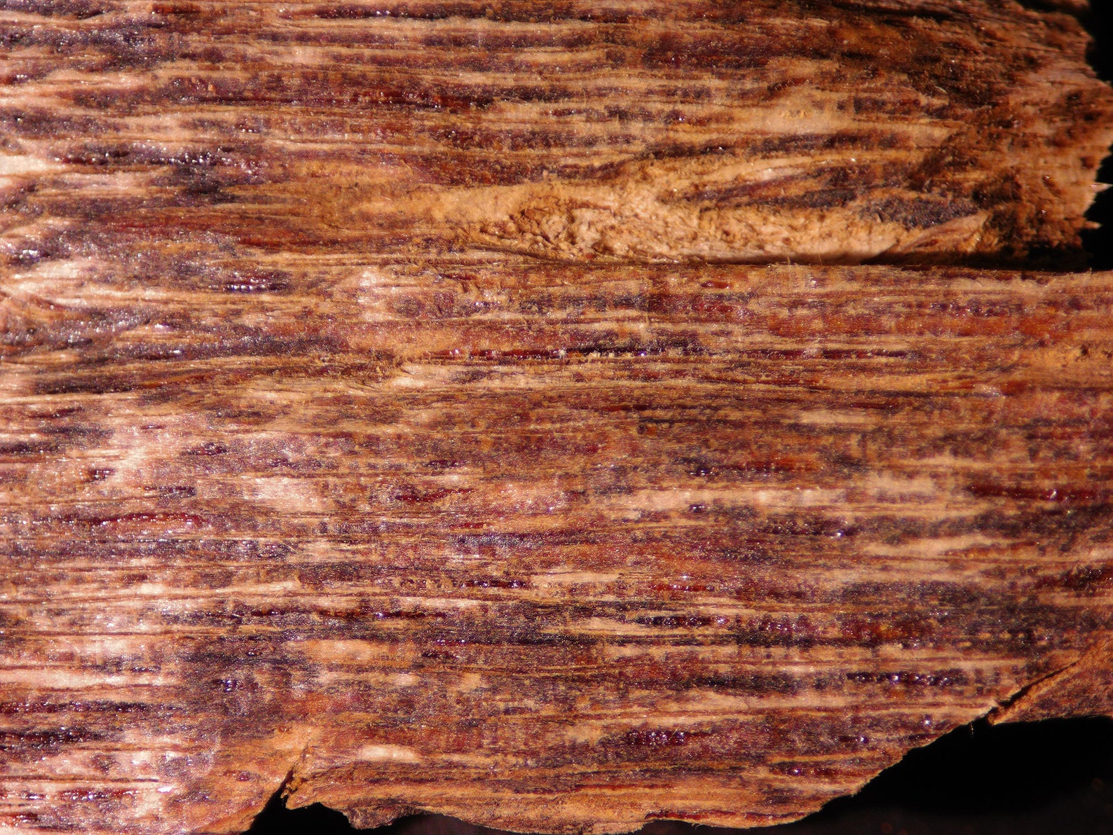 Super wild agar wood Pekanbaru Sumatra Indonesia | Etsy