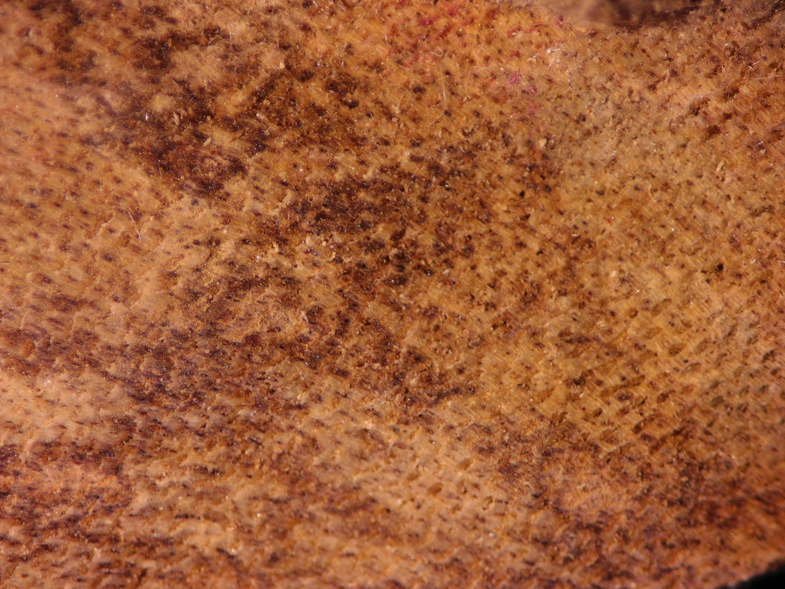 Bois d agar sauvage jungle d AMBON  Moluques Etsy