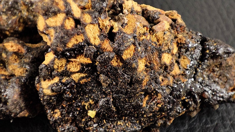 Hyraceum, pierre de musc dAfrique, ingrédient pour le parfum et lencens image 9