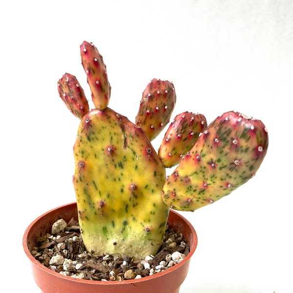 Opuntia Sunburst 06 - Variegated Cactus