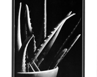 Aloe Vera - Darkroom SIlver Gelatin Print (8"x10")