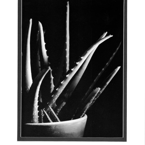 Aloe Vera - Darkroom SIlver Gelatin Print (8"x10")