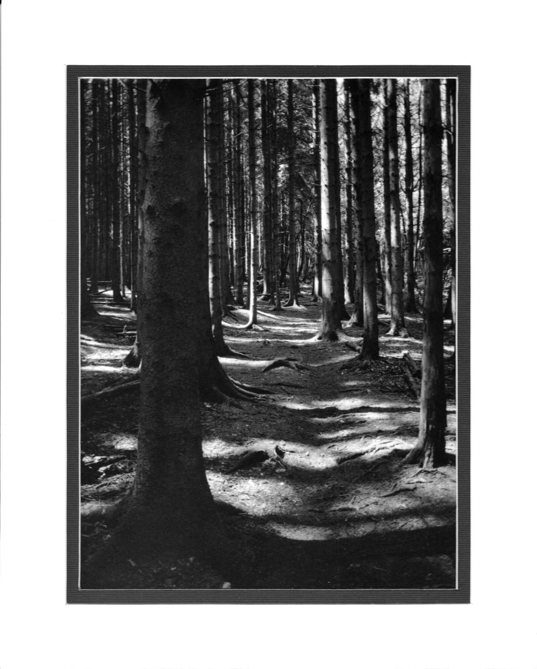 Woodland Path Darkroom Silver Gelatin Print Etsy