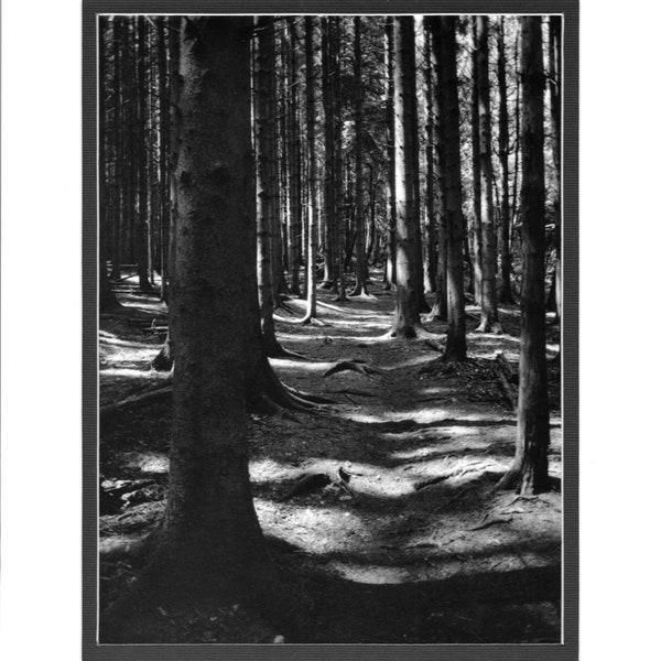 Woodland path - Darkroom Silver Gelatin Print (8"x10")
