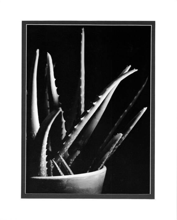 Aloe Vera - Darkroom Silver Gelatin Print (8"x10") - Etsy