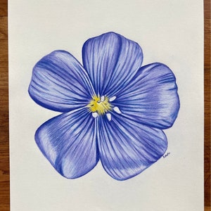 Blue Flax Flower Original Colored Pencil Drawing