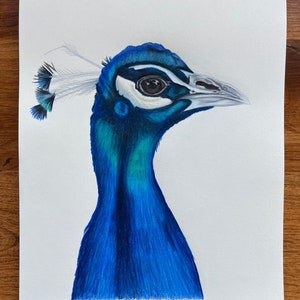 Blue Peacock Original Colored Pencil Drawing