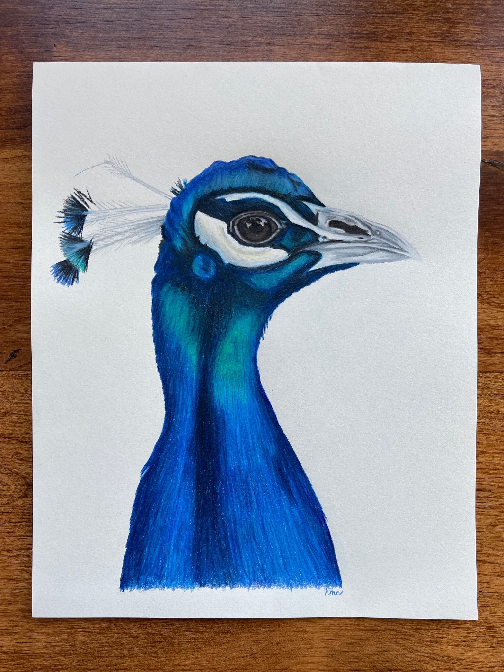 Blue Peacock Original Colored Pencil Drawing, image size:2073x2764