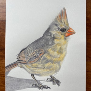 Baby Cardinal Original Colored Pencil Drawing