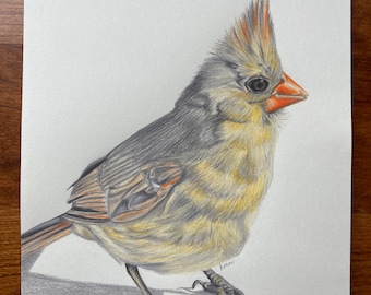 Baby Cardinal Original Colored Pencil Drawing