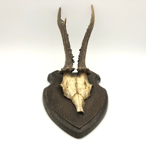 May include: A mounted deer skull with antlers on a wooden plaque. The skull is white and the antlers are brown. The plaque is dark brown and has a shield shape.