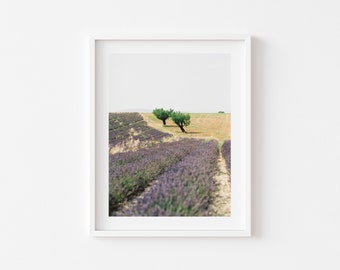 Provence Lavender Field | Olive Trees | Digital Download + Fine Art Print | Film Photography