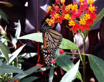 Photographie de papillon monarque