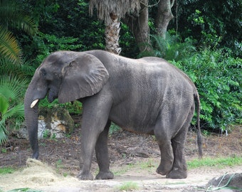 Photo d'éléphant de Disney