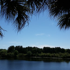 Disney Caribbean Beach landscape