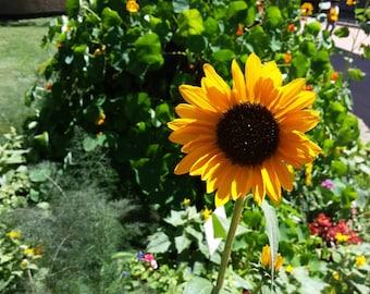 Tournesol coloré de Disney