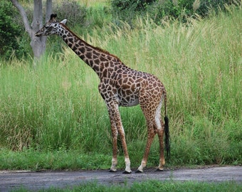 Art girafe Disney