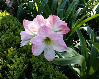 Photographie de fleur d'amaryllis rose