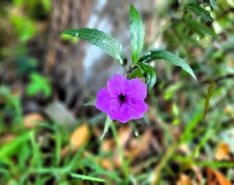 Ruellia tuberosa fleur à Ormond Beach, Floride Central Park