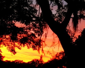 Coucher de soleil à travers les arbres