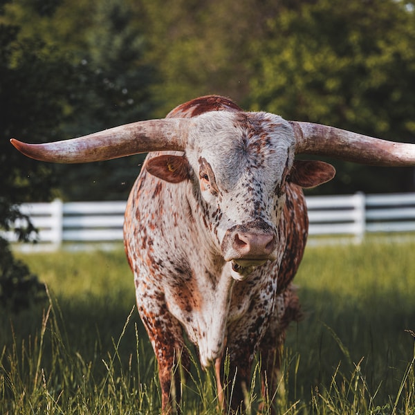 Texas Longhorn Photography Print, Cow Downloadable Wall Art for Living Room, Bedroom,  Digital Download, Print Yourself | Bull Print