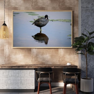 American Coot Wall Art Print – Wildlife Photography from Muscatatuck National Wildlife Refuge – for Bird Watchers and Outdoor Lovers