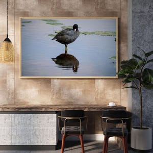 American Coot Digital Download – Wildlife Photography from Muscatatuck Refuge – Bird Print for Nature Lovers