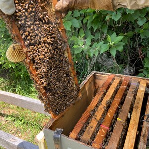 May include: A beekeeper wearing leather gloves lifts a wooden frame filled with honeycombs and bees from a wooden beehive box.