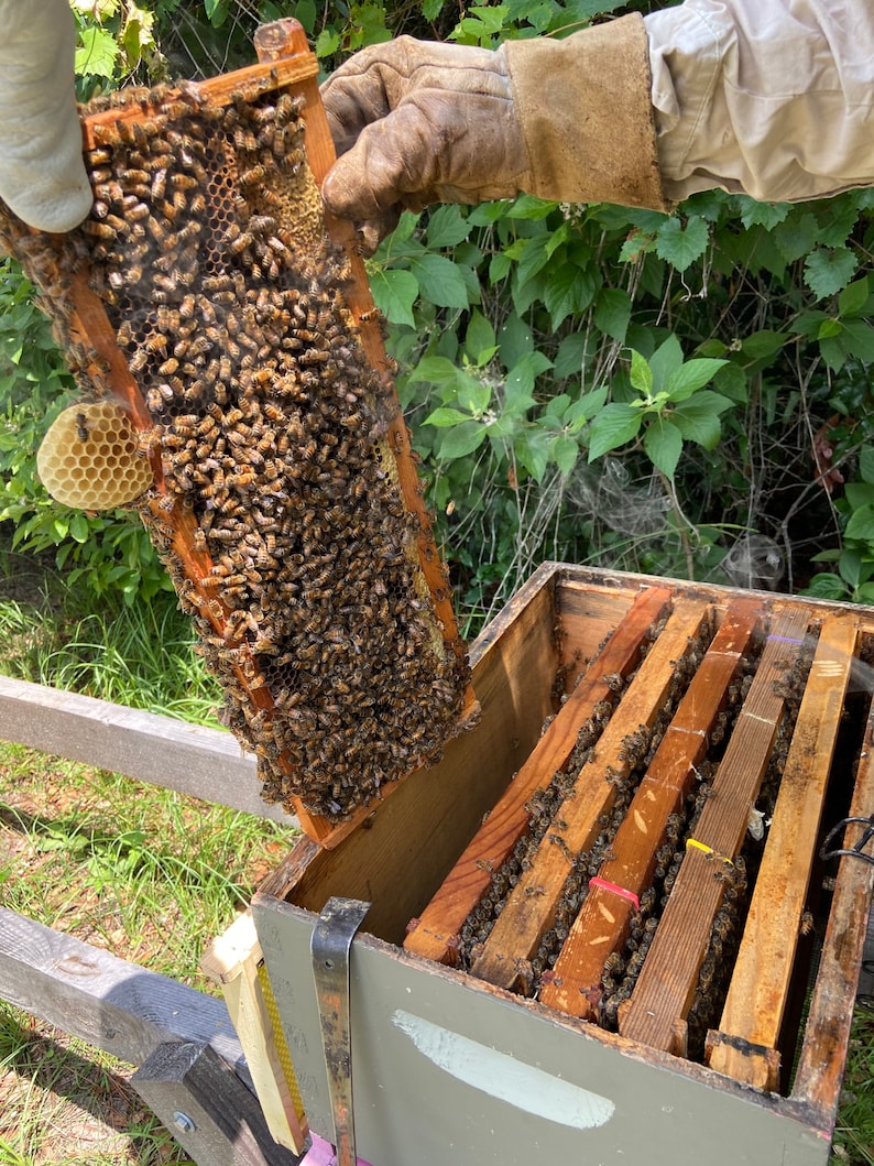 May include: A beekeeper wearing leather gloves lifts a wooden frame filled with honeycombs and bees from a wooden beehive box.