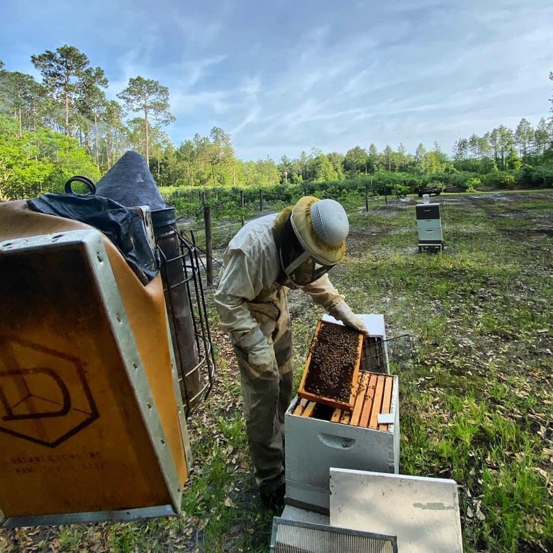 May include: A beekeeper in protective gear examines a honeycomb frame in a white hive box. The scene is set outdoors with trees and a cloudy sky in the background. An orange smoker and other beekeeping equipment are visible.