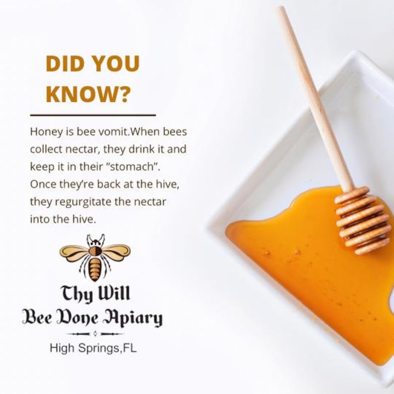 May include: A white square dish containing golden honey and a wooden honey dipper. Text reads: DID YOU KNOW? Honey is bee vomit. When bees collect nectar, they drink it and keep it in their stomach. Once back at the hive, they regurgitate the nectar. Thy Will Bee Done Apiary, High Springs, FL.