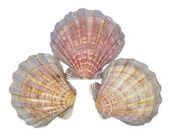 Conchas marinas naturales de pata de león para manualidades y decoración del hogar