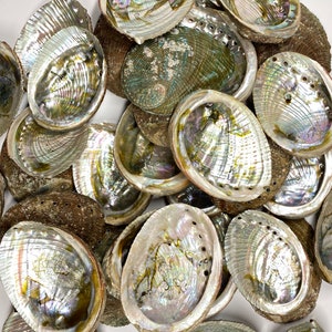 Abalone Sea Shell Bulk Wholesale comes with 4-5 Inches. We do Nationally & Internationally