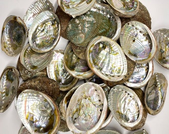 Abalone Sea Shell Bulk Wholesale comes with 4-5 Inches. We do Nationally & Internationally