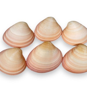 May include: Six pink and white seashells with a smooth, striated texture. The shells are arranged in a circle, with the opening of each shell facing outwards.