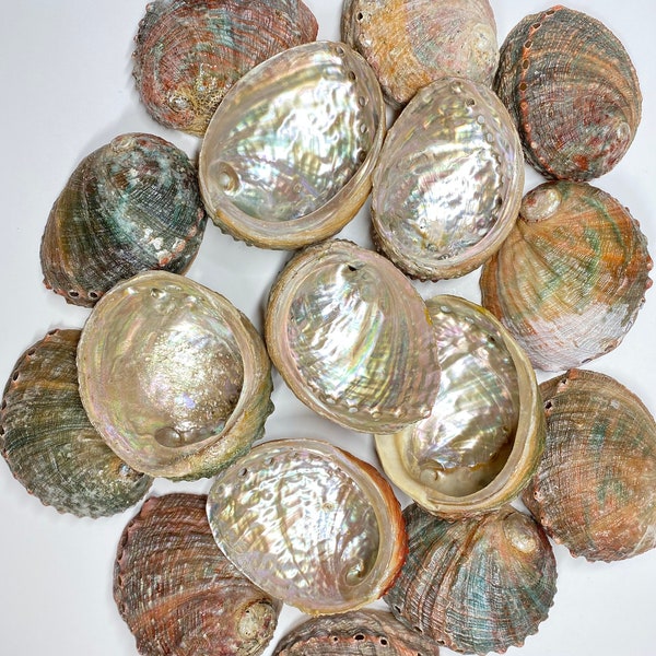 Threaded Abalone Shell Bulk Wholesale comes in 4-5 inches. This are available for national & International shipping.