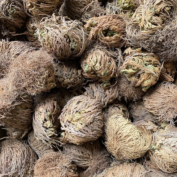Rose of Jericho Flower is Resurrection Plant or Spiritual Rebirth which Removes Negativity and Brings Good Luck