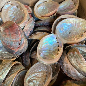 Wholesale (3-4") Threated Abalone Shells comes in great price. 100% Natural.