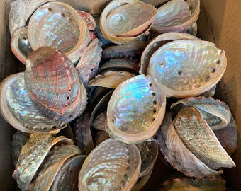 Wholesale (3-4") Threated Abalone Shells comes in great price. 100% Natural.