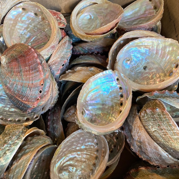 Les coquilles d'ormeau menacées en gros (3-4 pouces) sont disponibles à un prix avantageux. 100 % naturel.