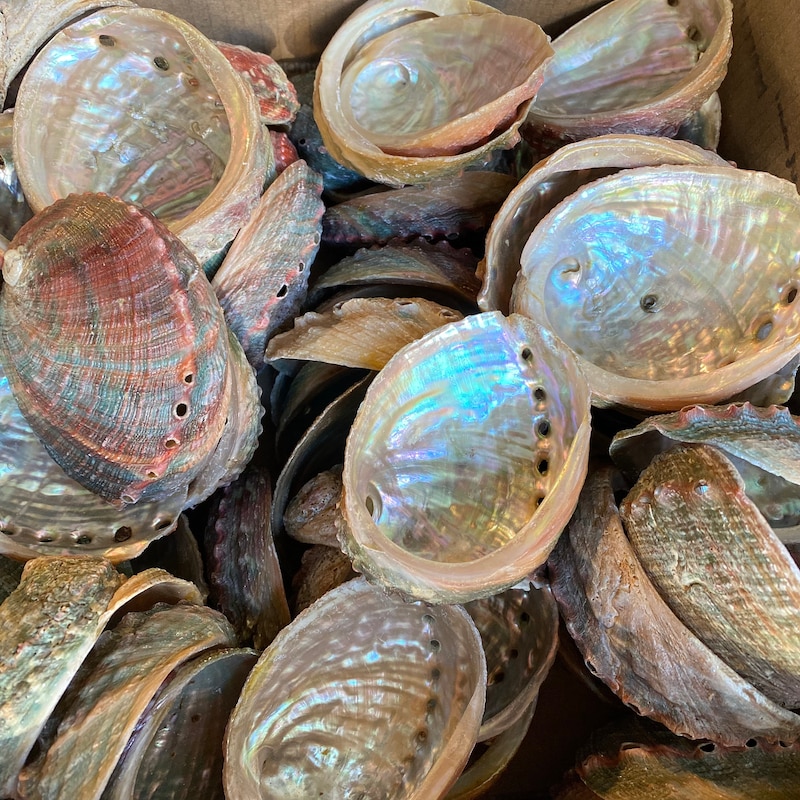 Abalone Shell - Etsy