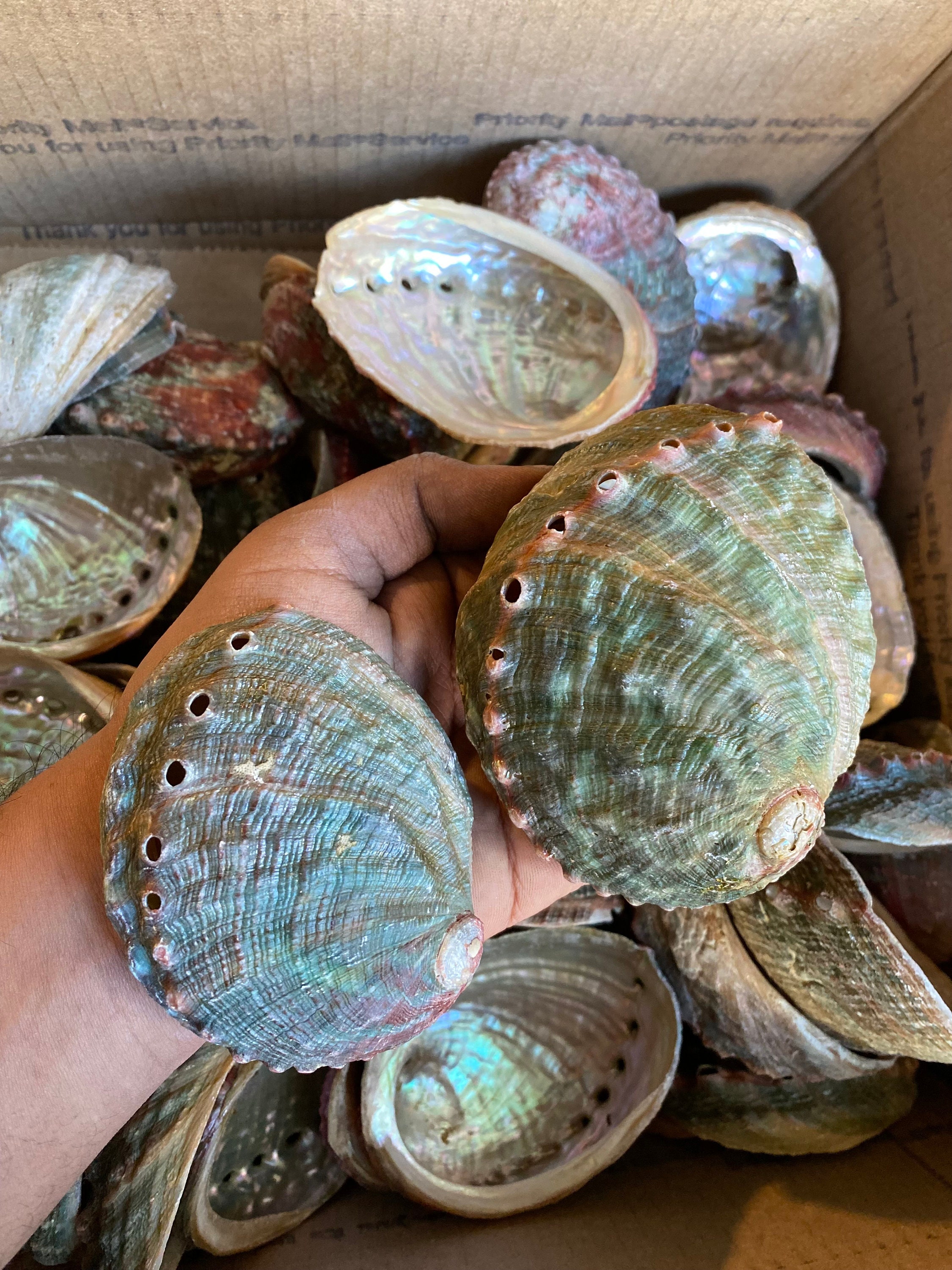 Wholesale (3-4") Threaded Abalone Shells Comes in Great Price. 100% ...