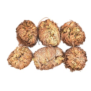 Rose of Jericho – The Resurrection Plant | Sacred Symbol of Renewal & Rebirth