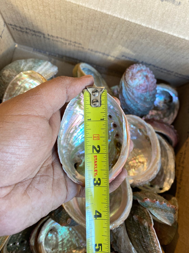 Wholesale (3-4") Threaded Abalone Shells Comes in Great Price. 100% ...