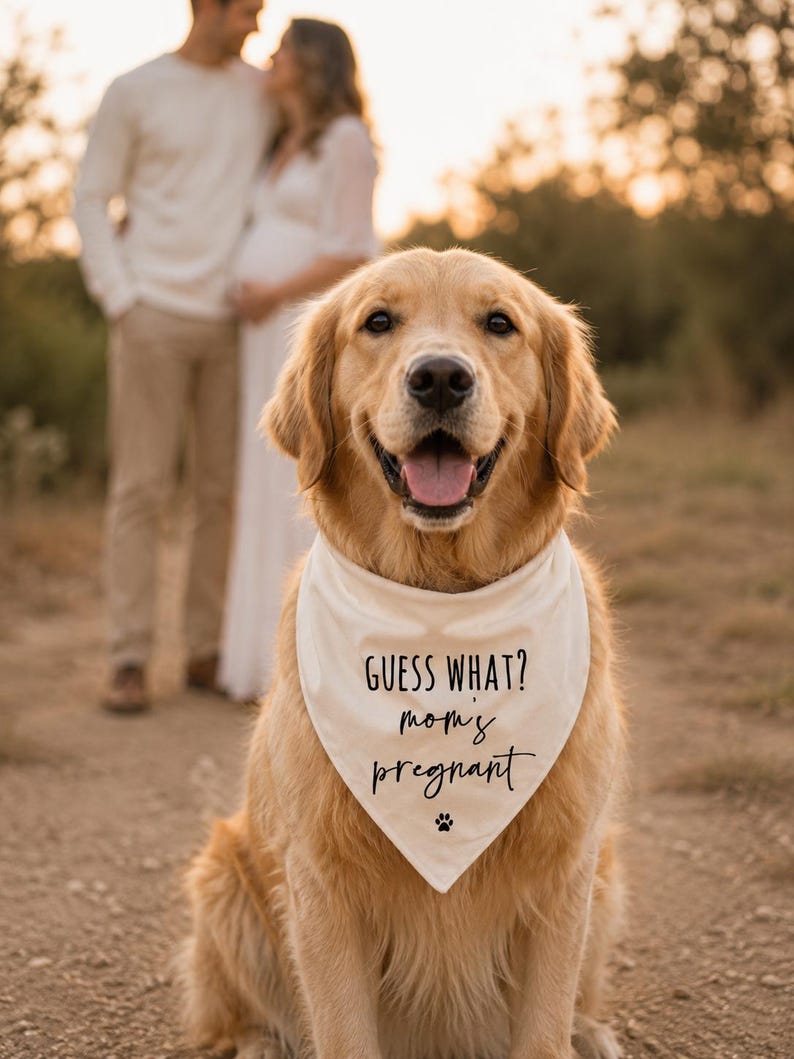 May include: A golden retriever dog wearing a cream-colored triangular pet bandana. The fabric features black printed text that reads "GUESS WHAT? mom's pregnant" with a small black paw print icon centered at the bottom point of the bandana.