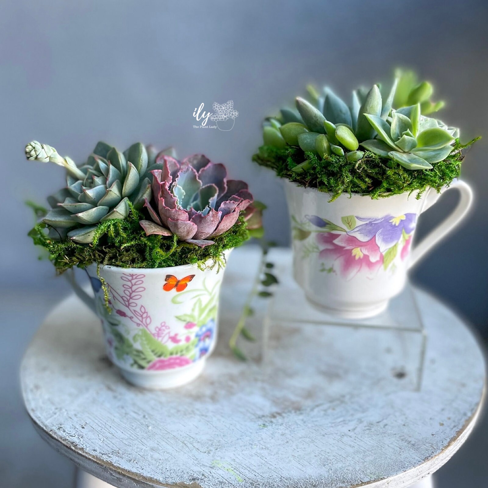 Tea Cup Succulent - Your Homebased Mom