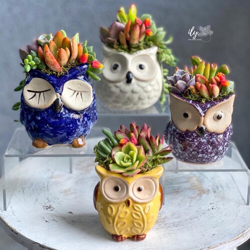 Ceramic Owl Planter Succulent Arrangement | Owl Planter | Live Succulents | Owl Decor | Unique Gifts