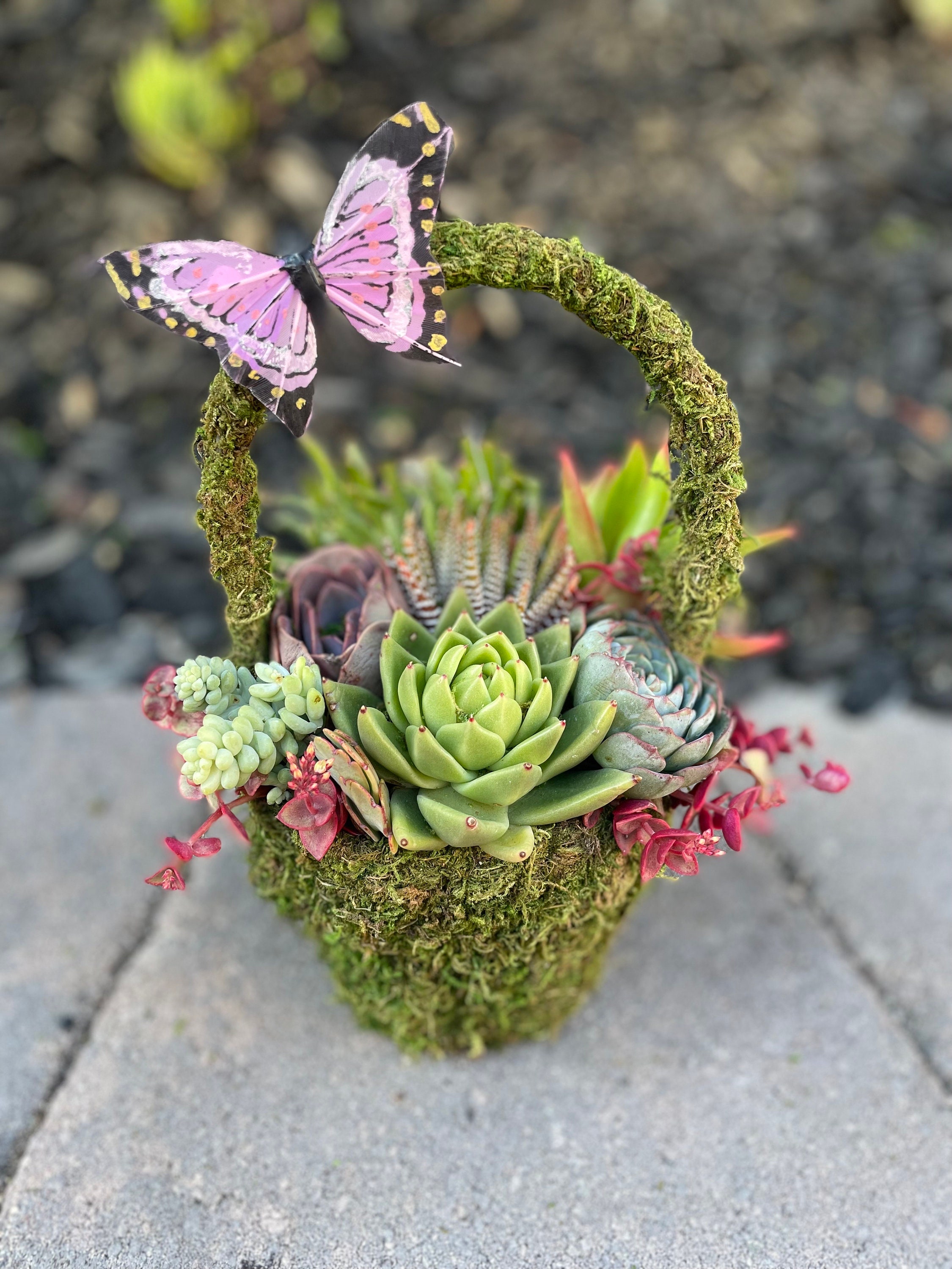 Whimsical Succulent Basket, Spring Succulent Basket, Live Succulents,  Succulent Arrangement, Gifts, Unique Gifts, Plants - Etsy