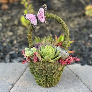 Whimsical Succulent Basket, Spring Succulent Basket, Live Succulents, Succulent Arrangement, Gifts, Unique Gifts, Plants