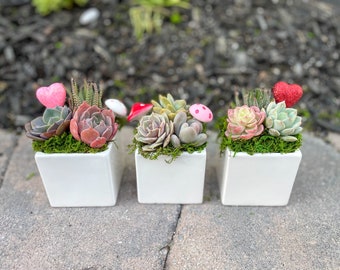 May include: Three square white ceramic planters, each filled with a variety of succulents, moss, and decorative accents. Each planter features different succulents, small mushroom figurines, and heart-shaped decorations. The plants are arranged on a grey stone surface.